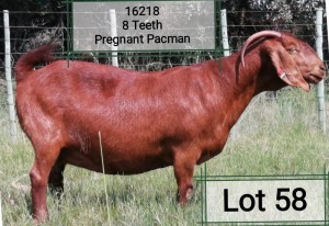 LOT 58 1X OOI/EWE Dhidejak Kalahari Reds STOET DRAGTIG