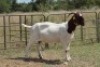 3X BOERBOK OOI/EWE (PAY PER ANIMAL TO TAKE ALL) - 2
