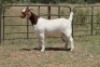 3X BOERBOK OOI/EWE (PAY PER ANIMAL TO TAKE ALL) - 3