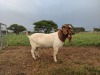 1X RAM BOER GOAT LUKAS BURGER STONEHAM BOERBOK STOET