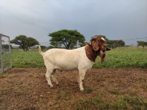 1X RAM BOER GOAT LUKAS BURGER STONEHAM BOERBOK STOET