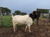 1X RAM BOER GOAT STUD STONEHAM BOERBOK STOET