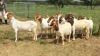 10X OOI/DOE BOER GOAT KOMMERSIEëL STONEHAM BOERBOK STOET