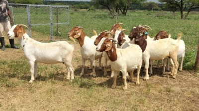 10X OOI/DOE BOER GOAT KOMMERSIEëL STONEHAM BOERBOK STOET