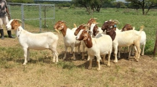 10X OOI/DOE BOER GOAT KOMMERSIE&euml;L STONEHAM BOERBOK STOET