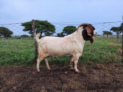 1X RAM BOER GOAT STUD STONEHAM BOERBOK STOET