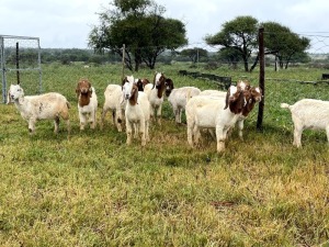 13X BOER GOAT OOI/DOE STONEHAM BOERBOK STOET