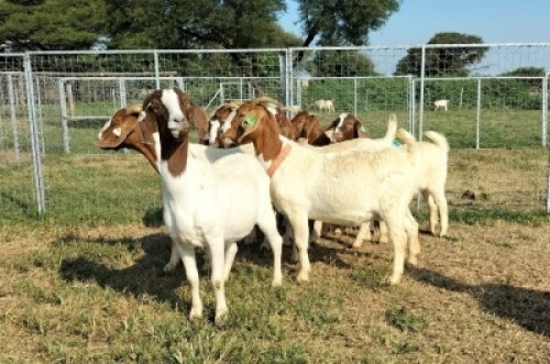 7X OOI/DOE BOER GOAT KOMMERSIE&euml;L STONEHAM BOERBOK STOET