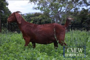 LOT 65 1X OOI/EWE CMLW Boerdery STOET DRAGTIG