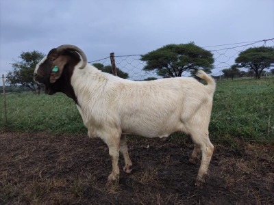 1X RAM BOER GOAT FLOCK STONEHAM BOERBOK STOET