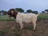 1X RAM BOER GOAT FLOCK STONEHAM BOERBOK STOET