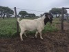 1X RAM BOER GOAT FLOCK STONEHAM BOERBOK STOET