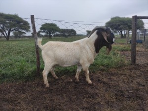 1X RAM BOER GOAT FLOCK STONEHAM BOERBOK STOET