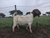 1X RAM BOER GOAT FLOCK STONEHAM BOERBOK STOET