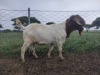 1X RAM BOER GOAT FLOCK STONEHAM BOERBOK STOET