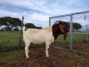 1X RAM BOER GOAT COMMERCIAL STONEHAM BOERBOK STOET