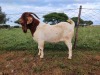 1x RAM BOER GOAT COMMERCIAL STONEHAM BOERBOK STOET