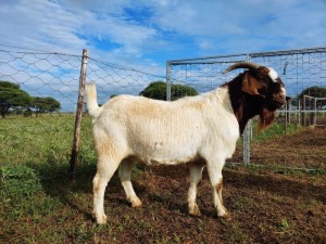 1x RAM BOER GOAT COMMERCIAL STONEHAM BOERBOK STOET