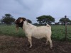 1X RAM BOER GOAT FLOCK STONEHAM BOERBOK STOET