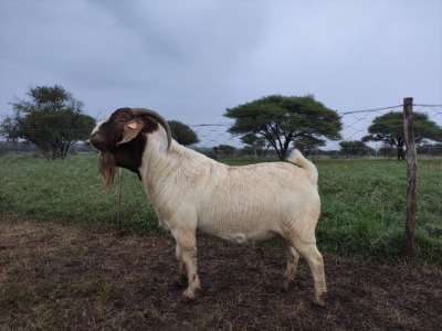 1X RAM BOER GOAT FLOCK STONEHAM BOERBOK STOET