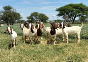 10X BOER GOAT RAM STONEHAM BOERBOK STOET