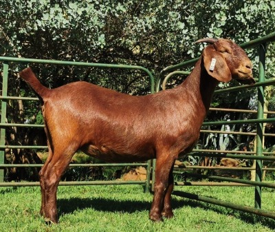 LOT 64 1X OOI/EWE CW Dreyer Kalahari Reds KUDDE DRAGTIG