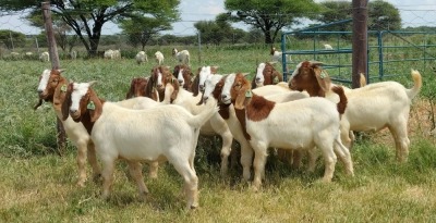 10X BOER GOAT RAM STONEHAM BOERBOK STOET