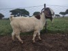 1X RAM BOER GOAT FLOCK STONEHAM BOERBOK STOET