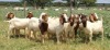 10X BOER GOAT RAM STONEHAM BOERBOK STOET