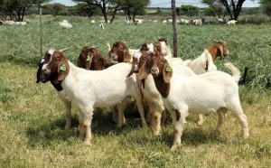 10X BOER GOAT RAM STONEHAM BOERBOK STOET