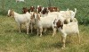 10X BOER GOAT RAM STONEHAM BOERBOK STOET