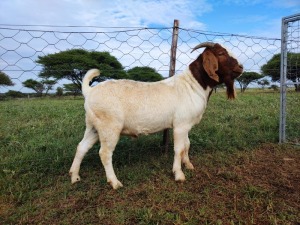 1x RAM BOER GOAT COMMERCIAL STONEHAM BOERBOK STOET