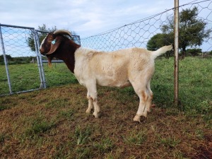 1x RAM BOER GOAT COMMERCIAL STONEHAM BOERBOK STOET