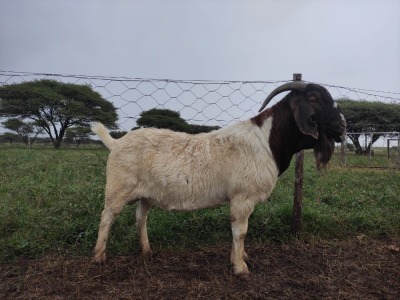 1X RAM BOER GOAT FLOCK STONEHAM BOERBOK STOET