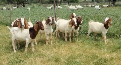 10X BOER GOAT RAM STONEHAM BOERBOK STOET