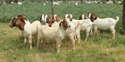 10X BOER GOAT RAM STONEHAM BOERBOK STOET