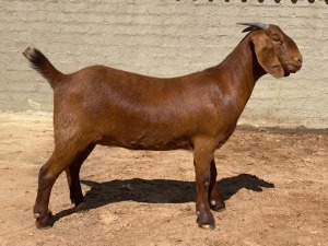 LOT 72 1X OOI/EWE Fielie du Toit Stoet STOET 