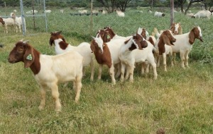 10X BOER GOAT RAM STONEHAM BOERBOK STOET