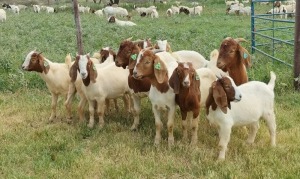 10X BOER GOAT RAM STONEHAM BOERBOK STOET