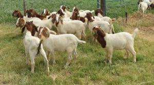 17X BOER GOAT RAM STONEHAM BOERBOK STOET