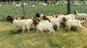 10X BOER GOAT RAM STONEHAM BOERBOK STOET