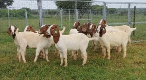 10X BOER GOAT OOI/DOE STONEHAM BOERBOK STOET