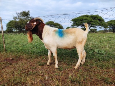 1x RAM BOER GOAT COMMERCIAL STONEHAM BOERBOK STOET