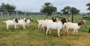 11X BOER GOAT OOI/DOE STONEHAM BOERBOK STOET