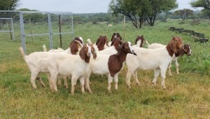 10X BOER GOAT OOI/DOE STONEHAM BOERBOK STOET