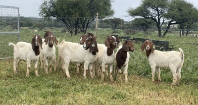 10X BOER GOAT OOI/DOE STONEHAM BOERBOK STOET