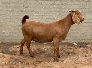 LOT 73 1X OOI/EWE Fielie du Toit Stoet FLOCK