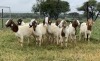 10X BOER GOAT OOI/DOE STONEHAM BOERBOK STOET