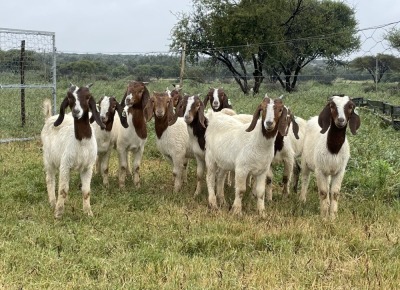 10X BOER GOAT OOI/DOE STONEHAM BOERBOK STOET