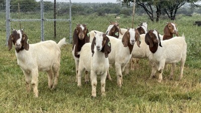 10X BOER GOAT OOI/DOE STONEHAM BOERBOK STOET